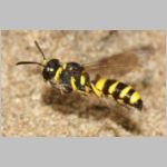 Cerceris quadricincta - Knotenwespe w002d 10mm - mit Ruesselkaefer - OS-Wallenhorst-Sandgrube-det.jpg